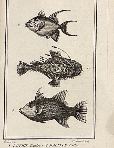 img-hist-nat-poissons-03