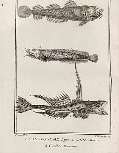 img-hist-nat-poissons-05