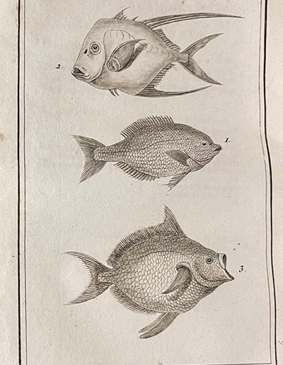 img-hist-nat-poissons-06