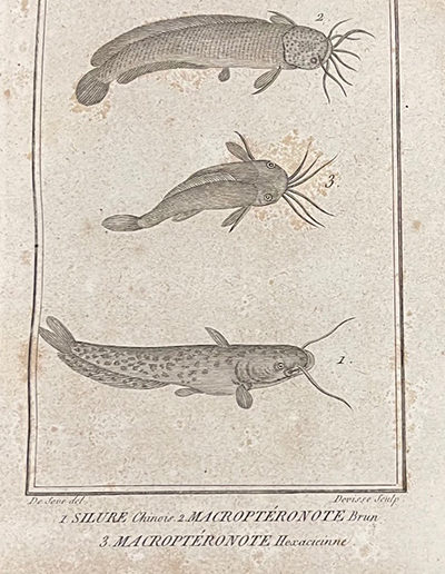 img-hist-nat-poissons-07